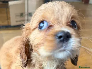 Mixed Breed dogs Cute Cavapoo puppy’s apricot and black - Advert 13