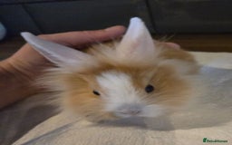 Lionhead rabbits for sale: 8 week old lionhead rabbit for new homes  - Image 7