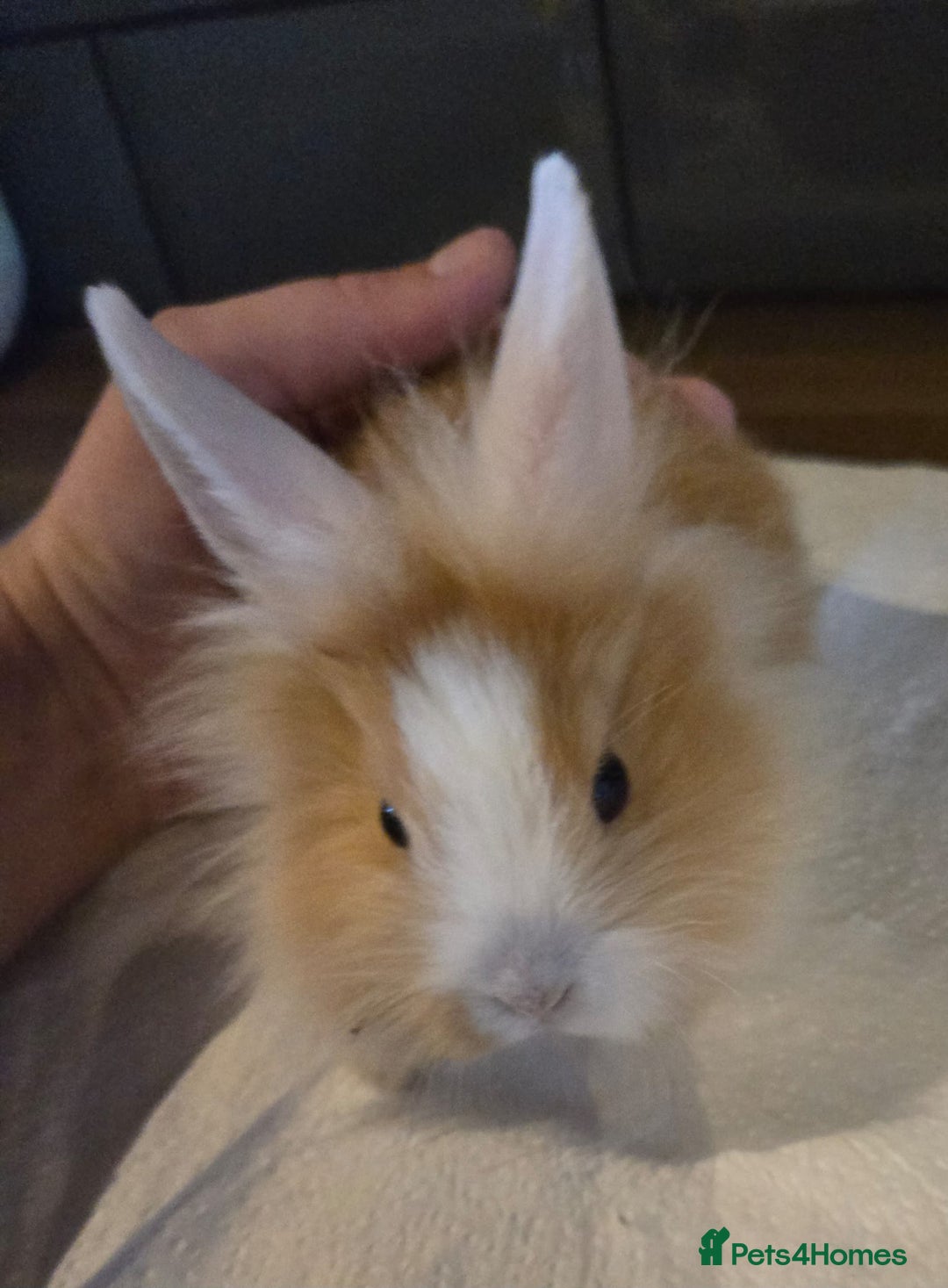 Lionhead rabbits for sale: 8 week old lionhead rabbit for new homes  - Image 7