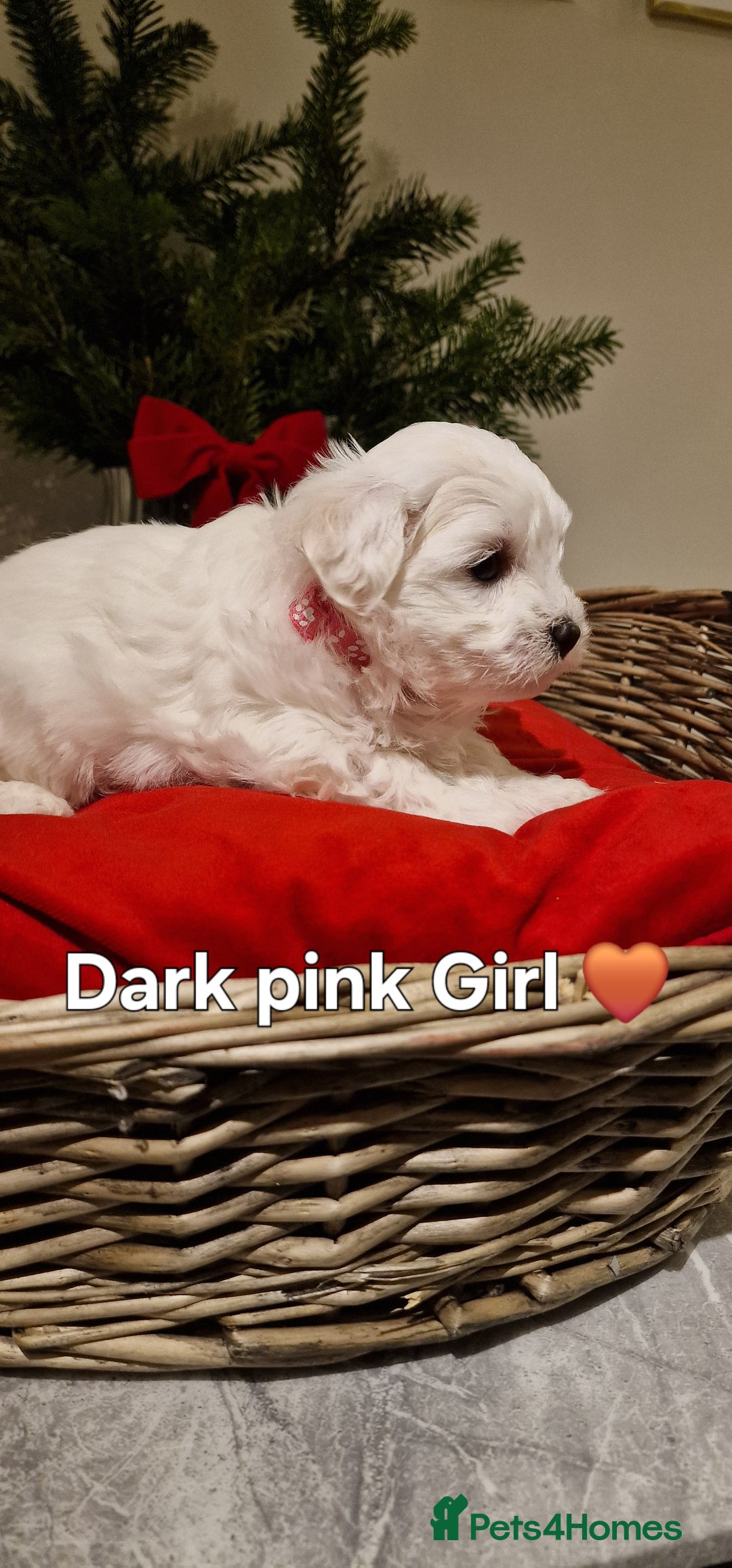 Maltese dogs for sale: 🐶🤍 Beautiful Maltese Girl Puppies 🤍🐶 - Advert 3