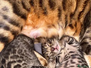 Bengal cats 3x bengal kittens full pedigree tica reg - Advert 7