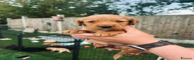Cockerdor Puppy 7