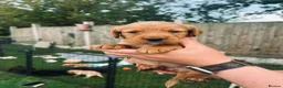 Cockerdor dogs for sale: Stunning Cockerdors for sale  in Norwich - Advert 10