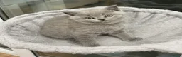 British Shorthair cats for sale: REDUCED GCCF active, 5 gen championship BSH - Advert 21