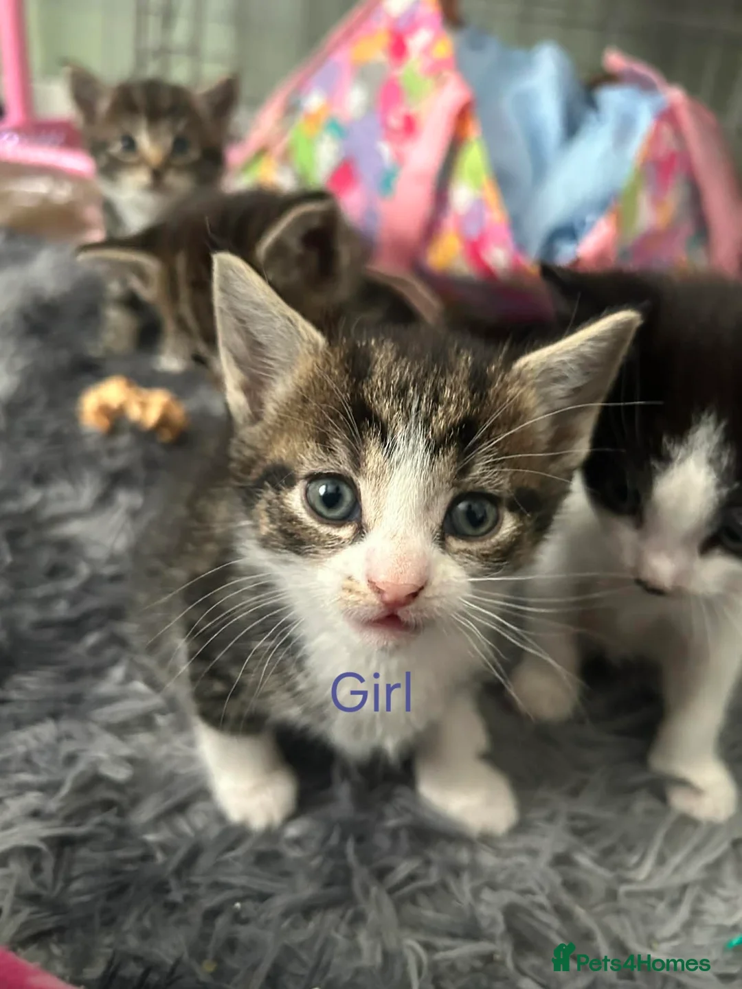 Mixed Breed cats for sale: Kittens for sale - Advert 2