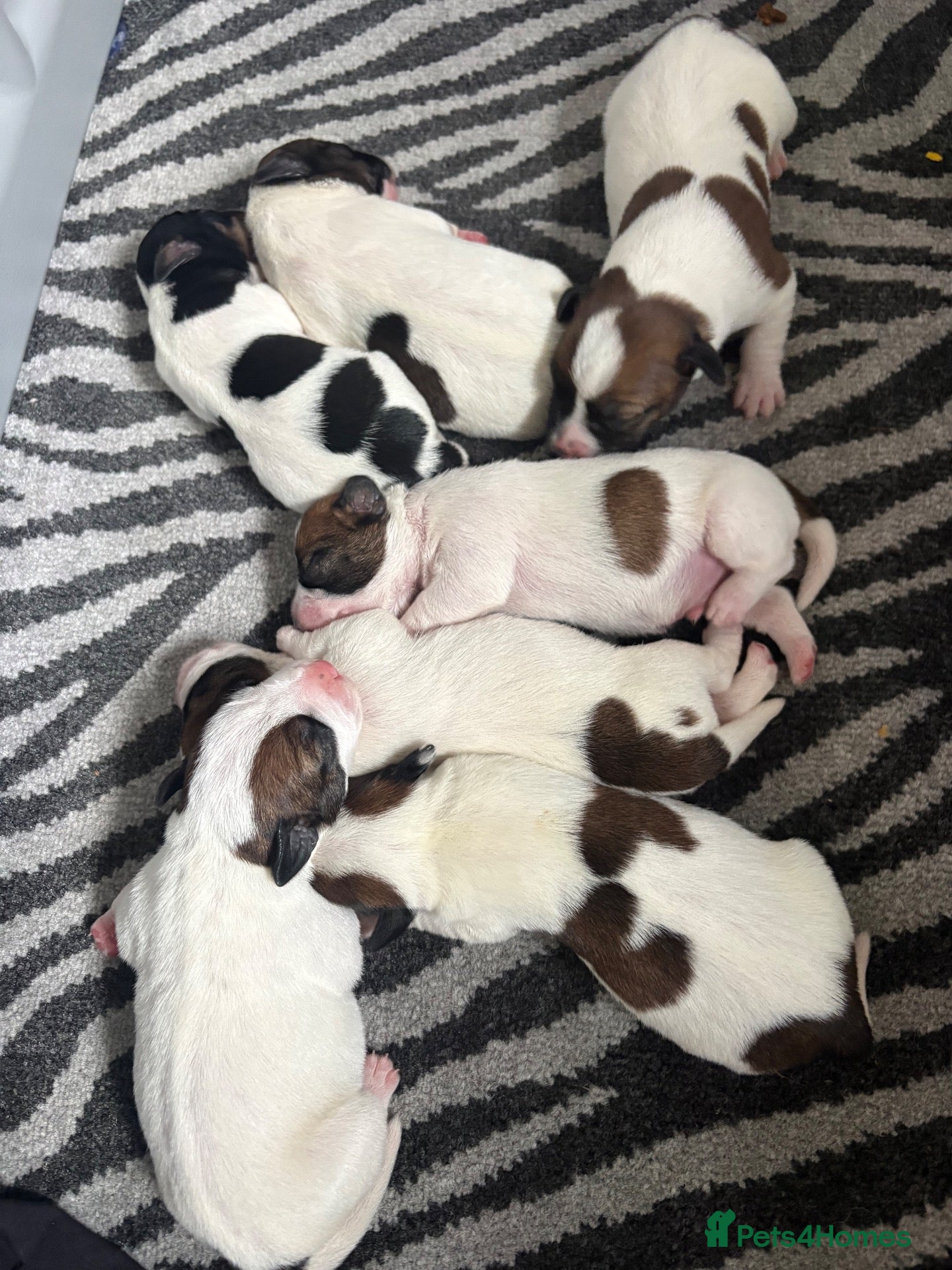 Jack Russell dogs Beautiful long haired Jack Russell puppies  - Advert 1