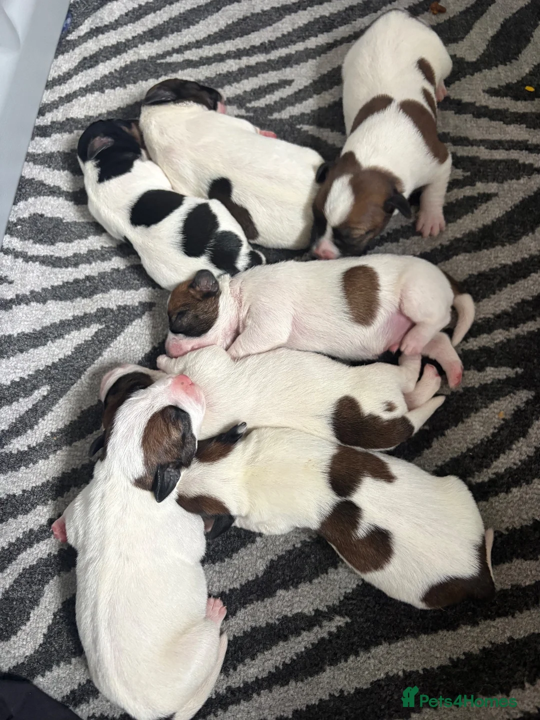 Jack Russell dogs for sale: Beautiful long haired Jack Russell puppies  - Advert 1