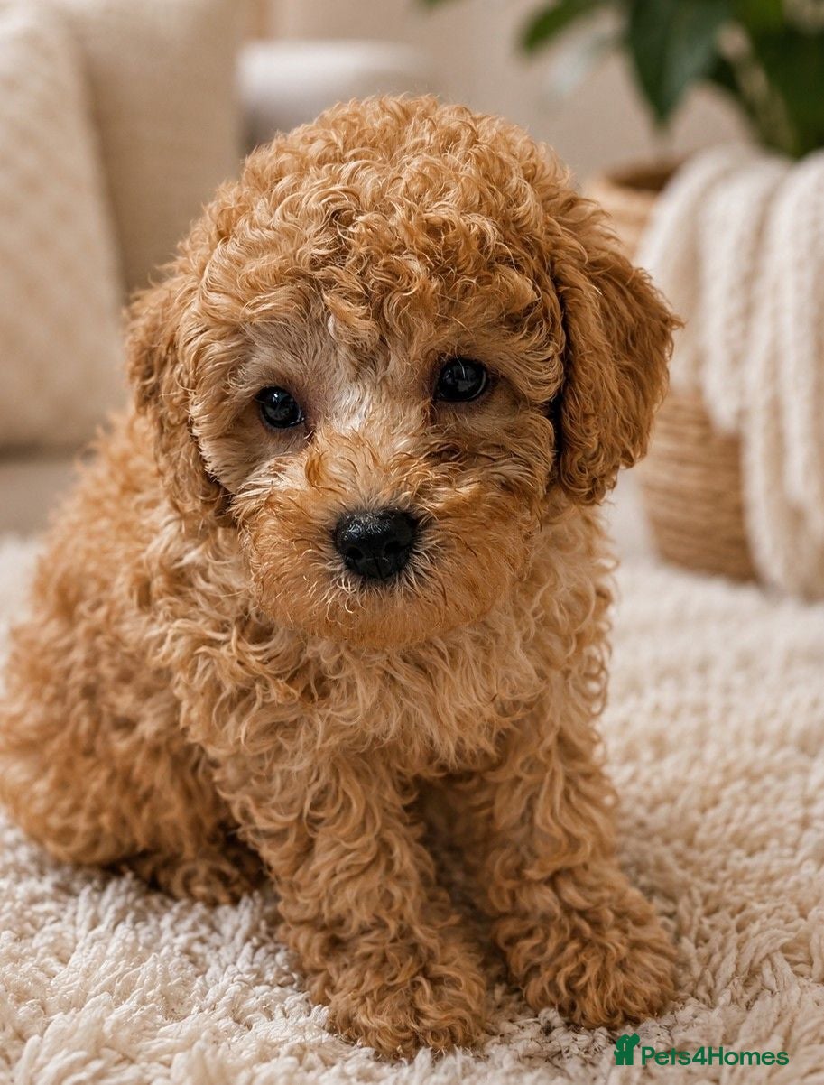 Cavapoo dogs Premium F1B Cavapoos (Puppy Culture/ENS) - Advert 2