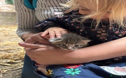 British Shorthair cats for sale: Beautiful litter of adorable kittens - Image 3
