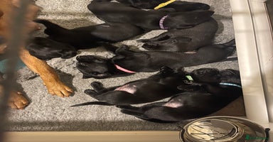Labrador Retriever dogs - Advert 2