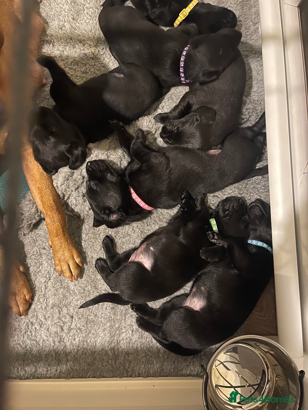 Labrador Retriever dogs for sale: Beautiful KC Black Female Pups  - Image 6