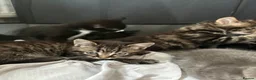 Mixed Breed cats for sale: Cats kittens  in Norwich - Advert 5
