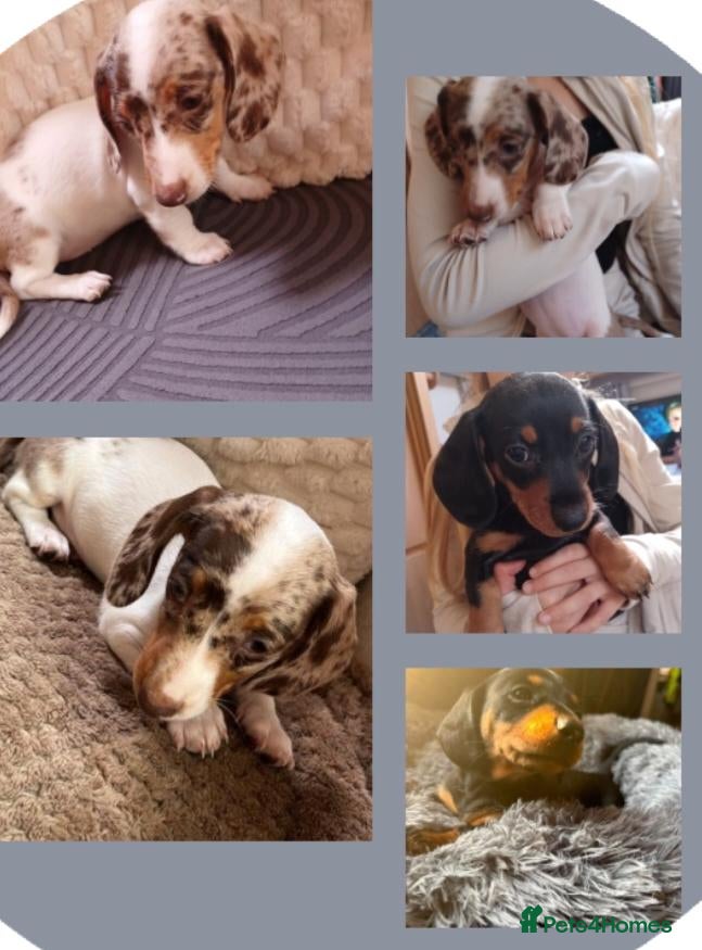 Dachshund dogs Last 2 remaining boy & girl mini dashuand puppies  - Advert 1