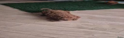 Labradoodle dogs for sale: Toy Labradoodle  in Burntisland - Advert 10