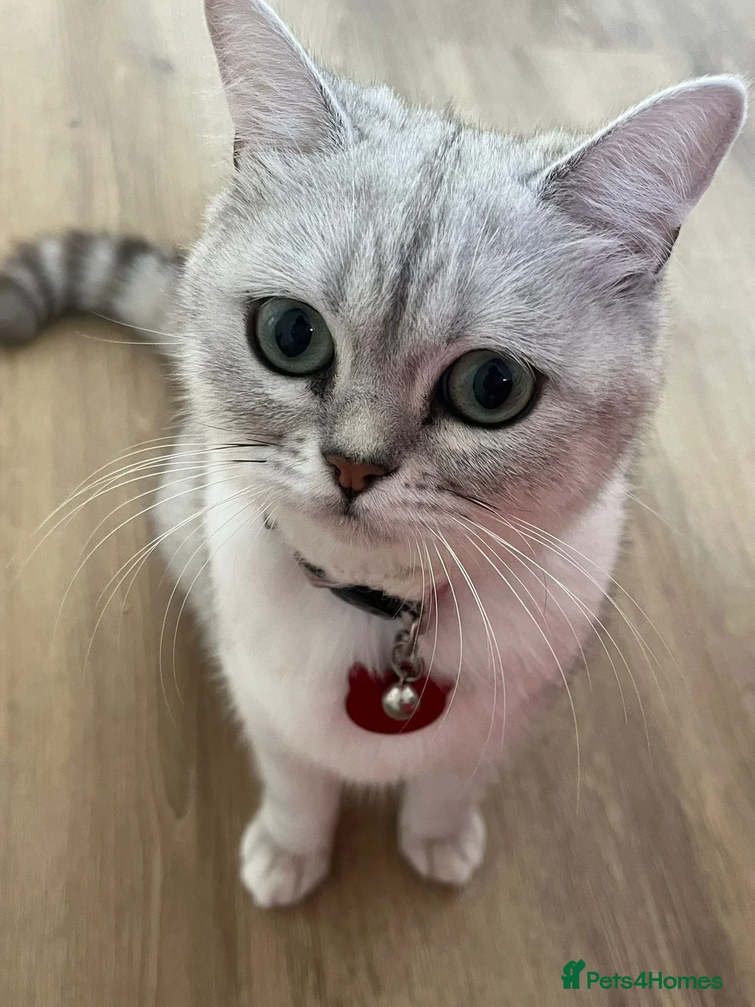 Mixed Breed cats for sale: Beautiful 2 years old Chinchilla x Bengal cat - Advert 7
