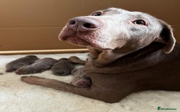 Labrador Retriever dogs for sale: Silver Labrador puppy’s  - Image 3