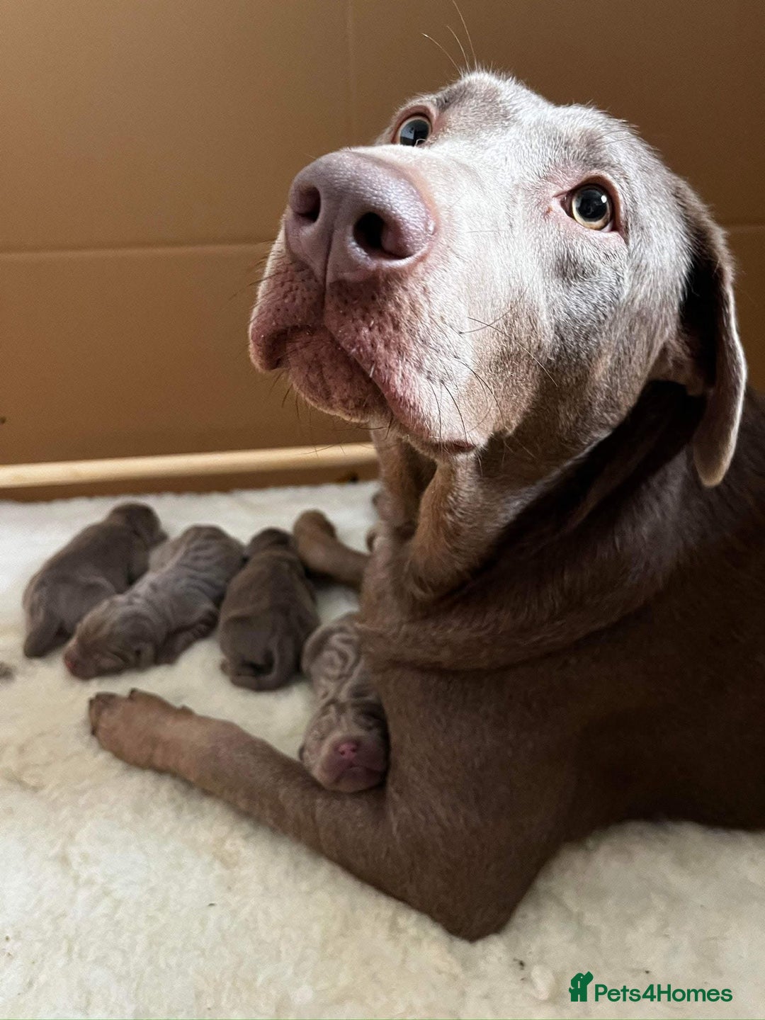 Labrador Retriever dogs for sale: Silver Labrador puppy’s  - Image 3