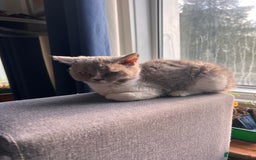 Selkirk Rex cats for sale: Gorgeous Selkirk Rex kittens - Image 14
