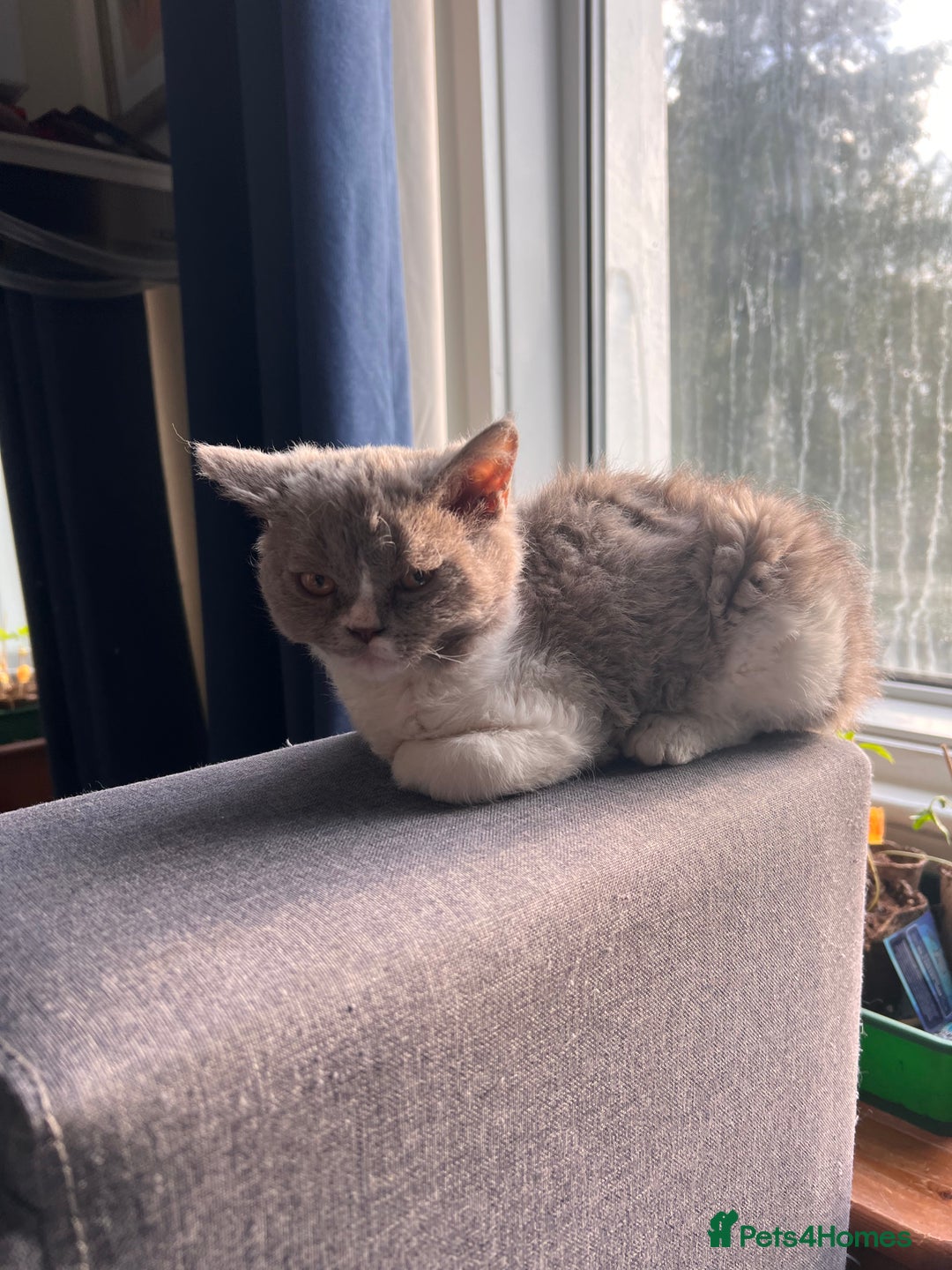 Selkirk Rex cats for sale: Gorgeous Selkirk Rex kittens - Image 14