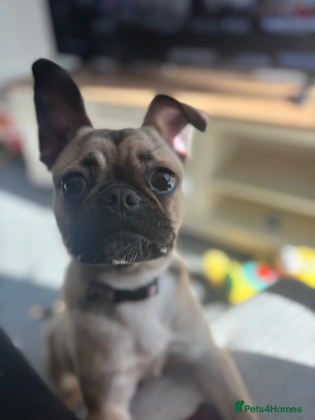 Mixed Breed dogs for sale: 8 month old pup for sale.  - Advert 2