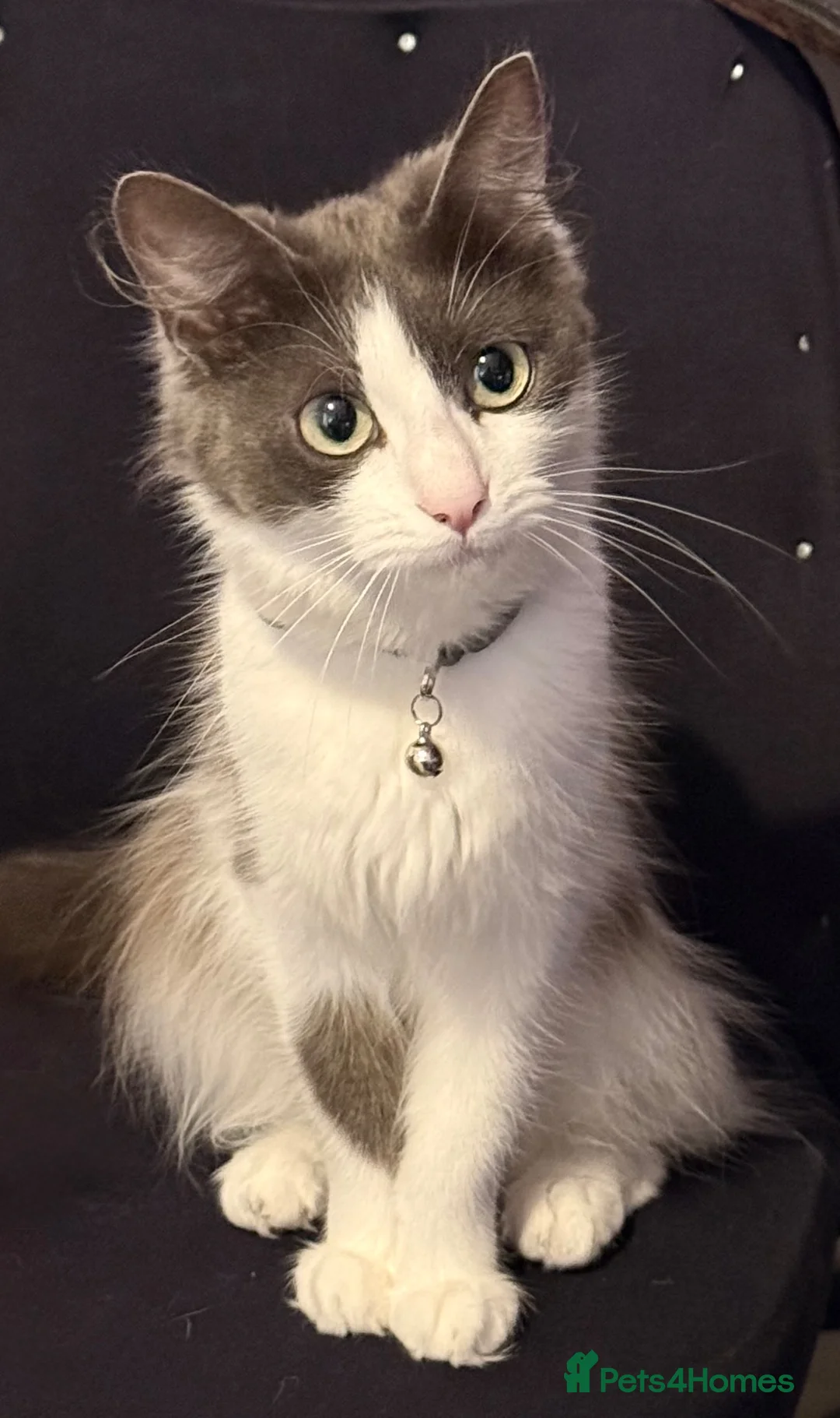 Mixed Breed cats for sale: Rehoming our beautiful, loving Ragdoll mix girl. - Advert 9