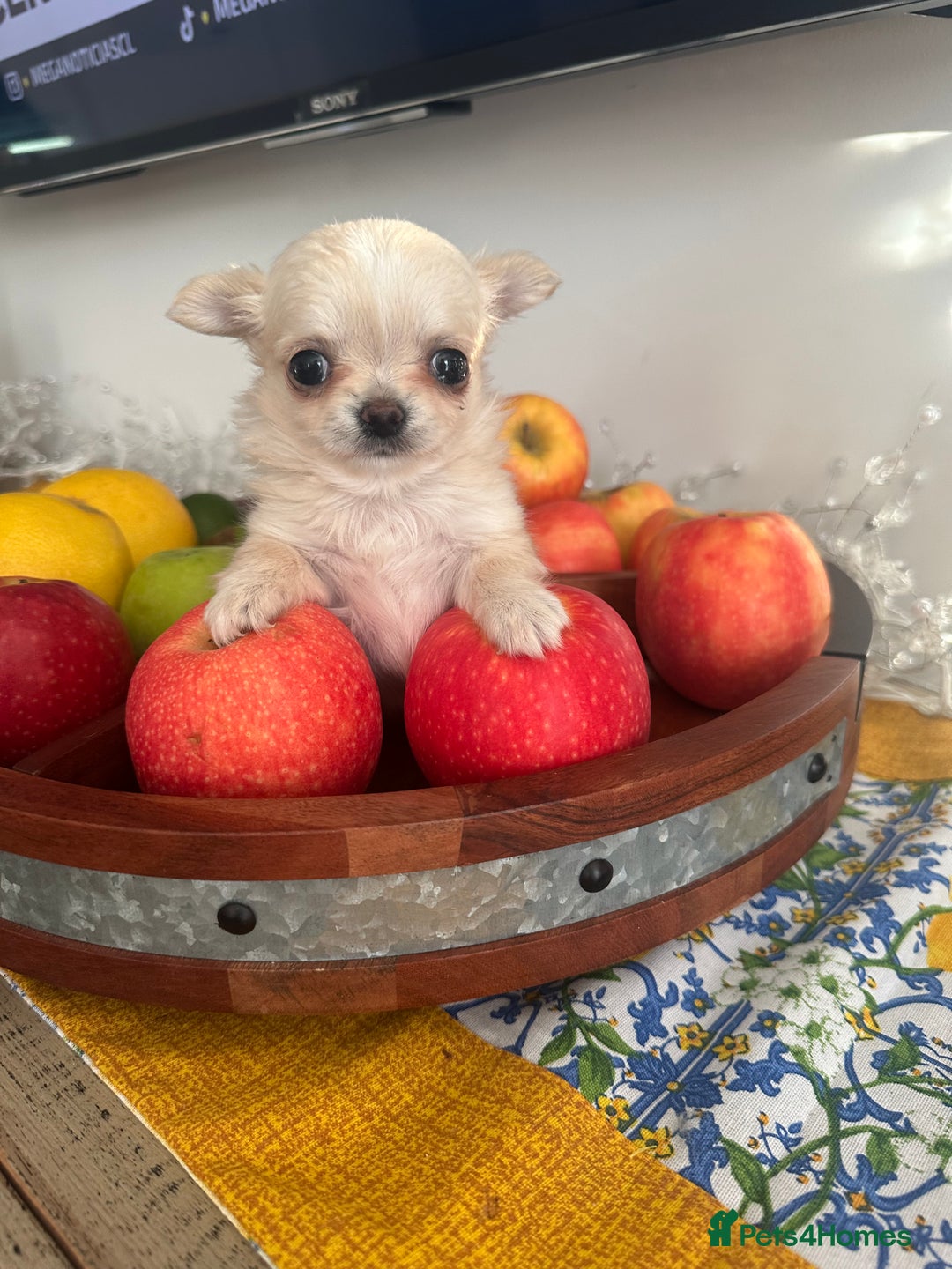 Chihuahua dogs for sale: KC Reg Russian and Czech Champions puppies L/C - Advert 17