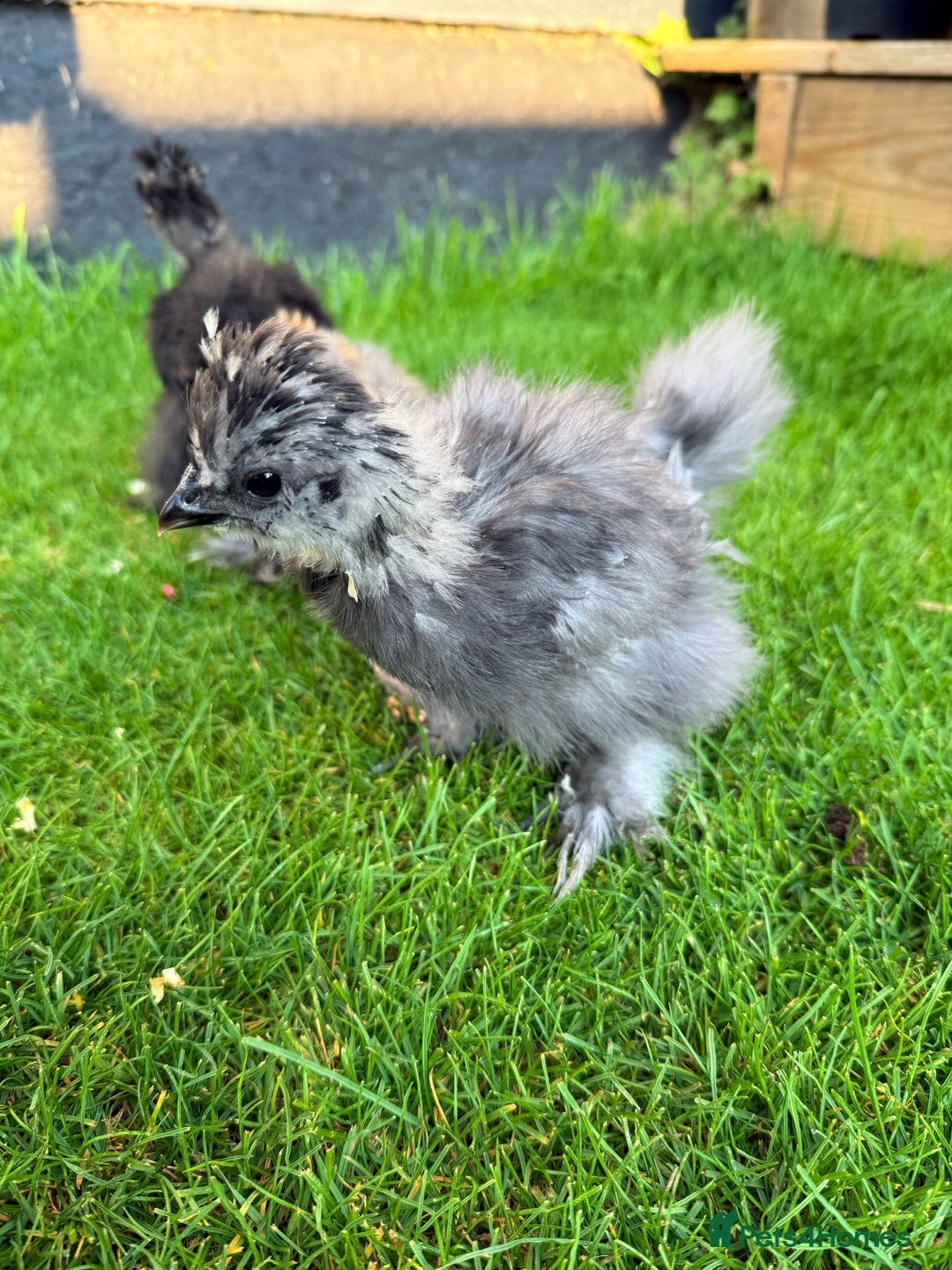 Chickens poultry for sale: For sale Silkie bantams unsexed  - Image 2
