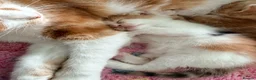 Mixed Breed cats for sale: Beautiful kittens  - Advert 12