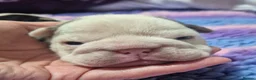 English Bulldog dogs for sale: Sad beginning to a beautiful ending - Advert 24