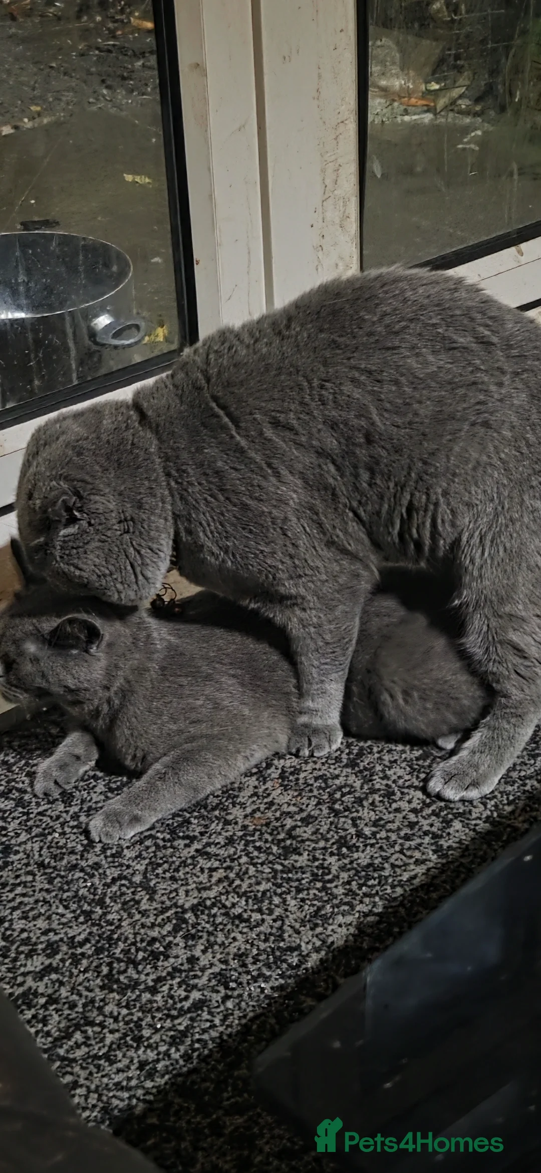 British Shorthair cats for sale: British Short Hair  - Advert 4