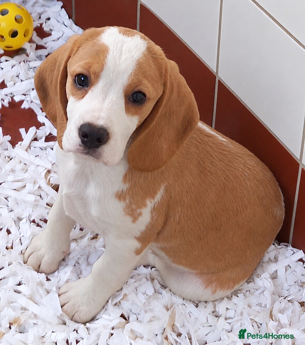Beagle dogs KC Registered Beagle Puppies  - Advert 2
