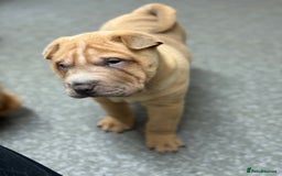 Shar Pei dogs for sale: 1 Black girl left  - Image 16
