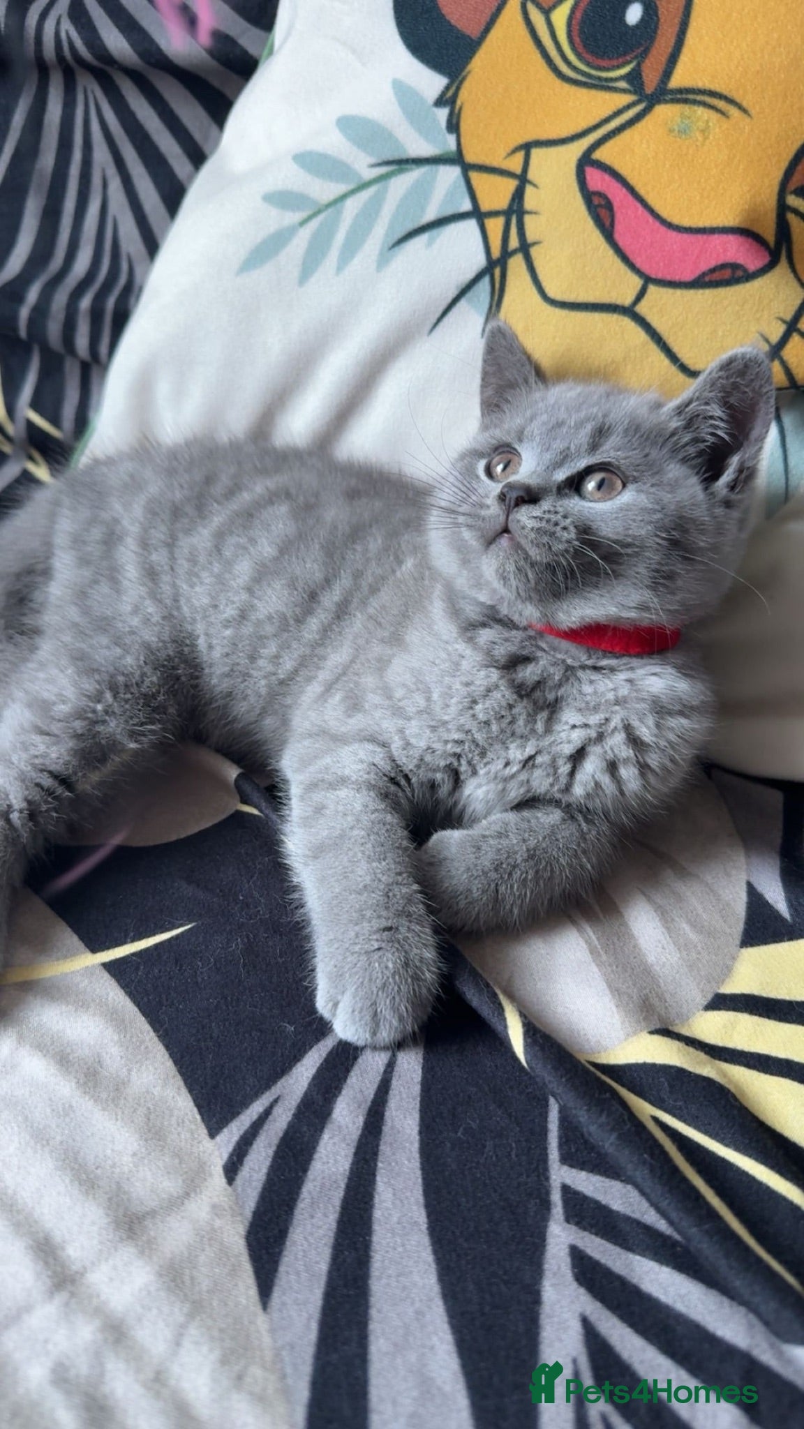 British Shorthair cats Purebred British short hair kittens 🐱  - Advert 1