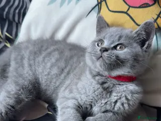 British Shorthair cats Purebred British short hair kittens 🐱 - Advert 1