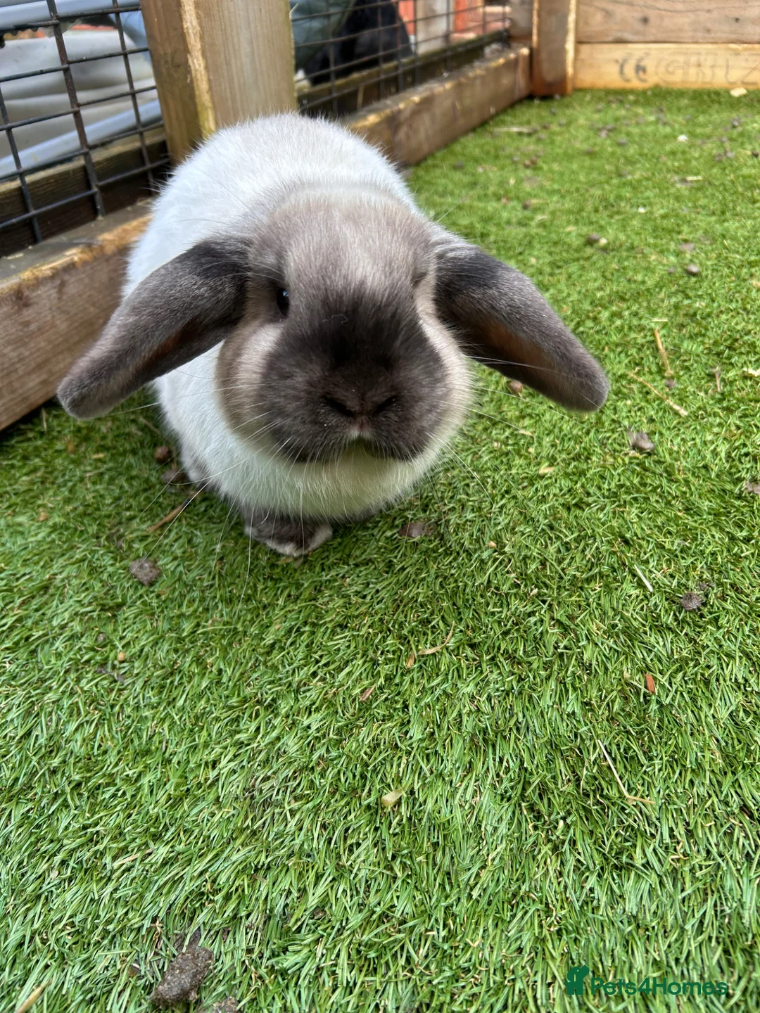 Mini Lop rabbits for sale: 🌸Pure Breed Mini lop🌸 - Advert 2