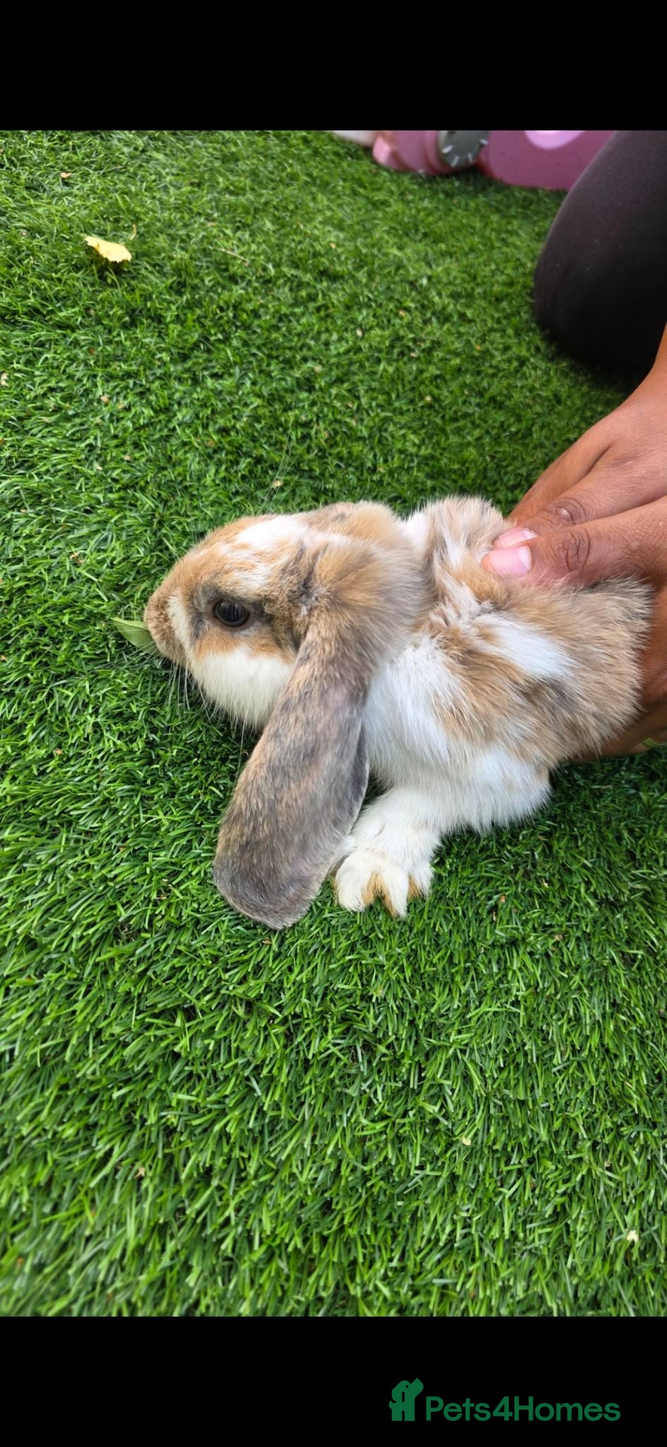 Mixed Breed rabbits 2 Baby Rabbits for Sale 🐰 - Advert 1