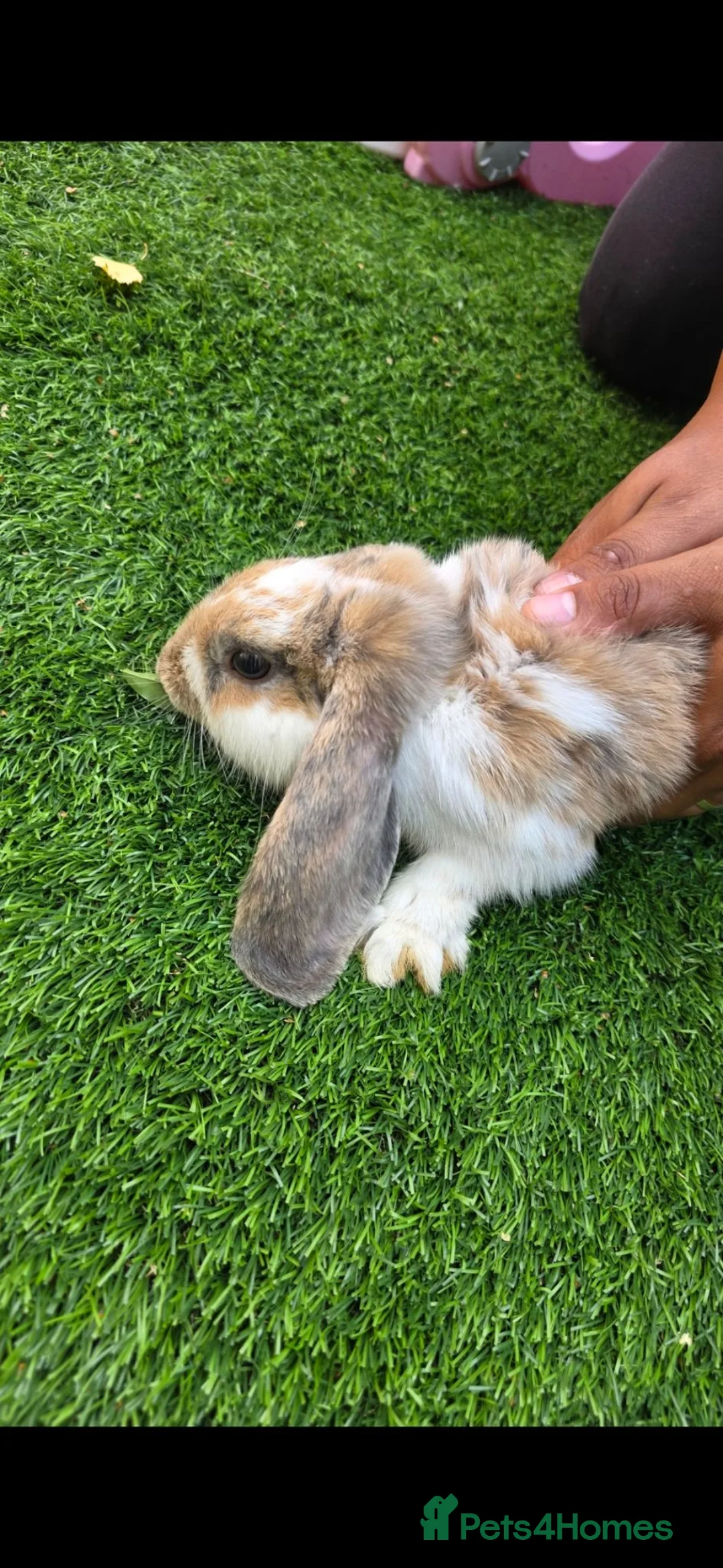 Mixed Breed rabbits for sale: 2 Baby Rabbits for Sale 🐰 in Leicester - Advert 1
