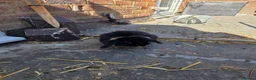 Mixed Breed rabbits for sale: Ready for our forever homes - Advert 5