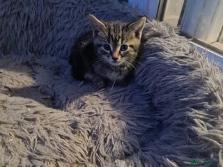 Mixed Breed cats in Tiverton - Advert 20