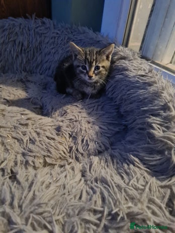 Mixed Breed cats in Tiverton - Advert 8