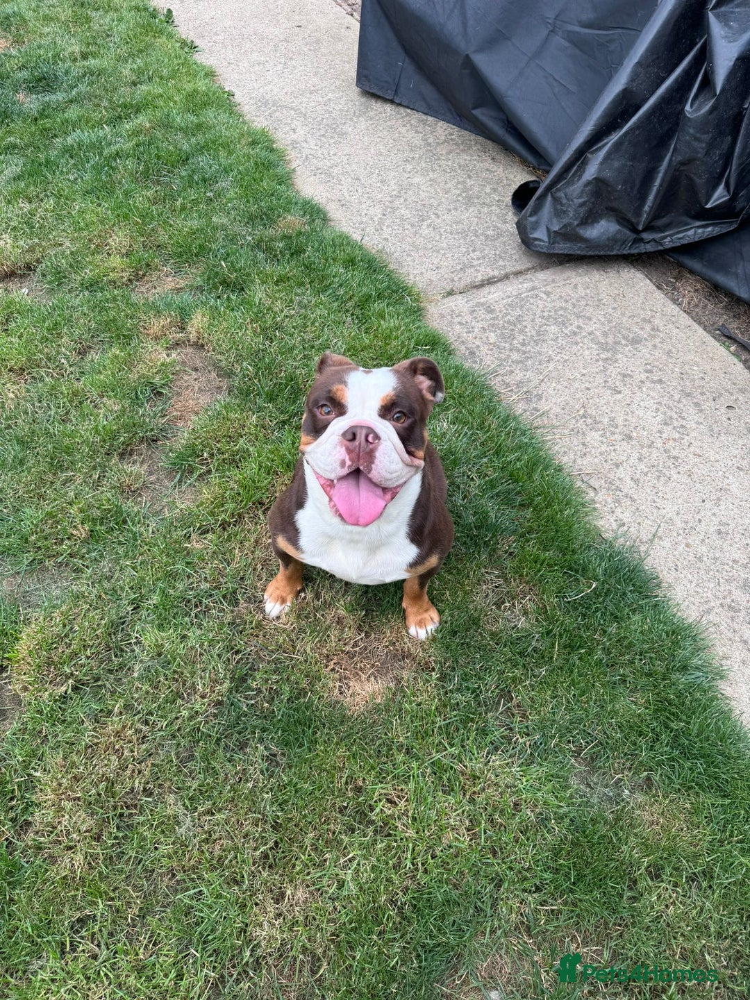 English Bulldog dogs for sale: Old tyme bulldog  - Image 3