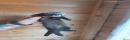 Ferret rodents for sale: Rescue Kits for sale - Advert 19