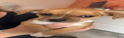 Chihuahua dogs for sale: Beautiful tiny chihuahua’s - Advert 30