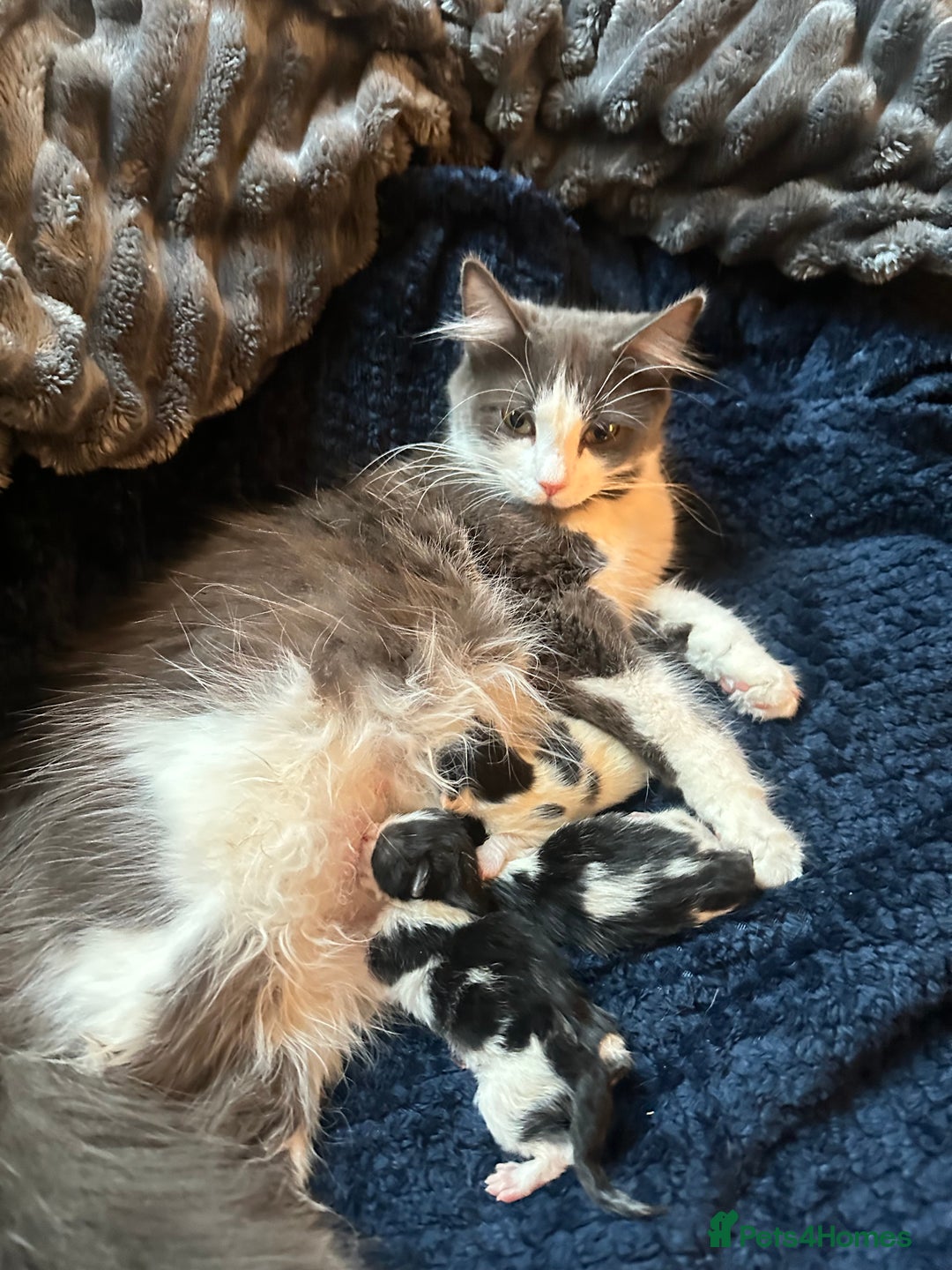 Mixed Breed cats for sale: 6 mixed breed ( shorthair and longhair) kittens - Advert 3