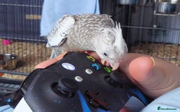 Cockatiels birds for sale: Hand reared silly tame DNA sexed baby cockatiels  - Image 30