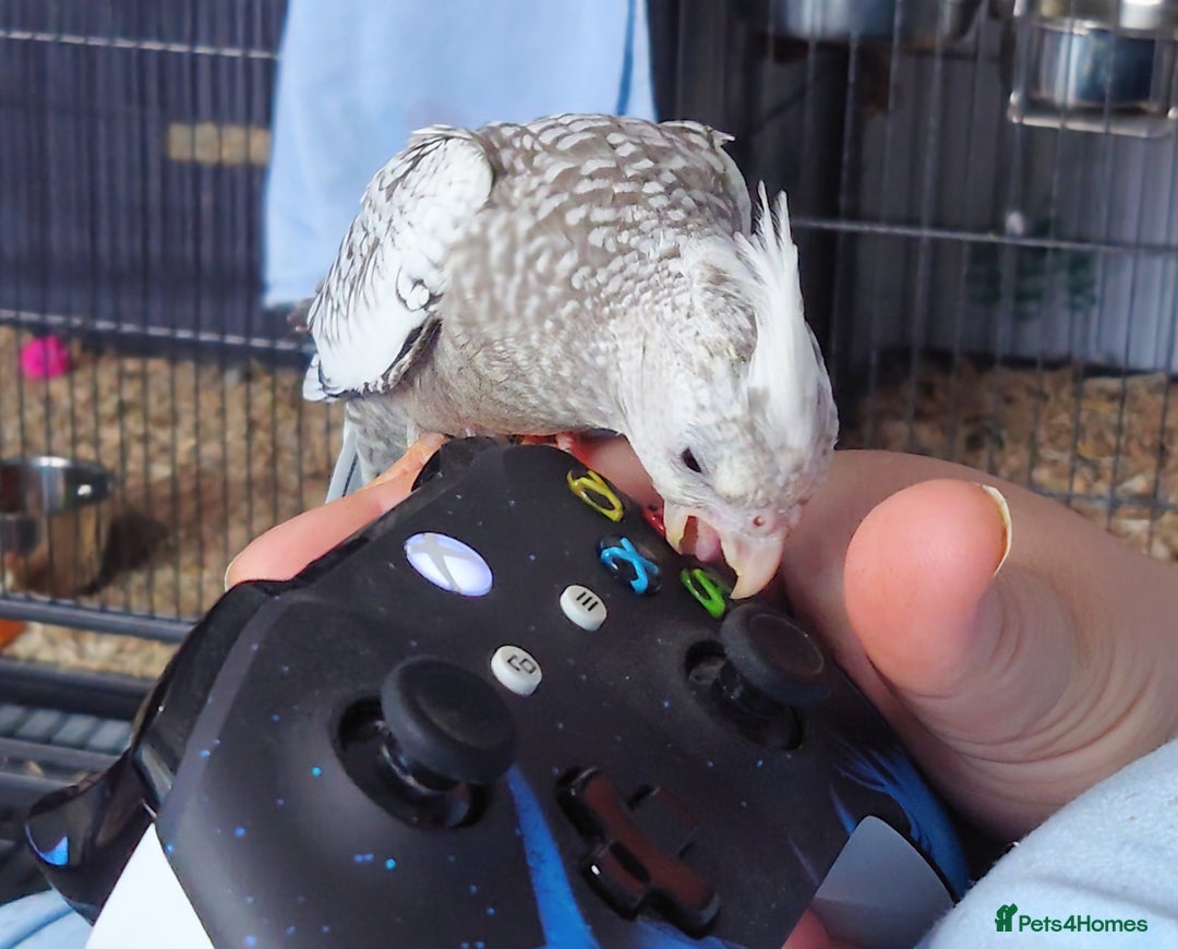 Cockatiels birds for sale: Hand reared silly tame DNA sexed baby cockatiels  - Image 30
