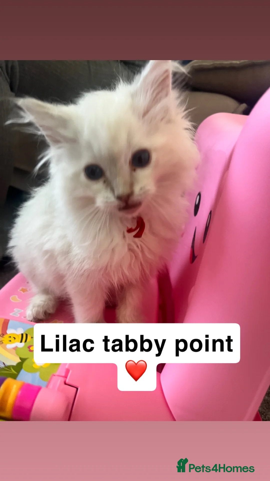 Ragdoll cats for sale: 3 beautiful girl ragdolls ready for their new home - Advert 2