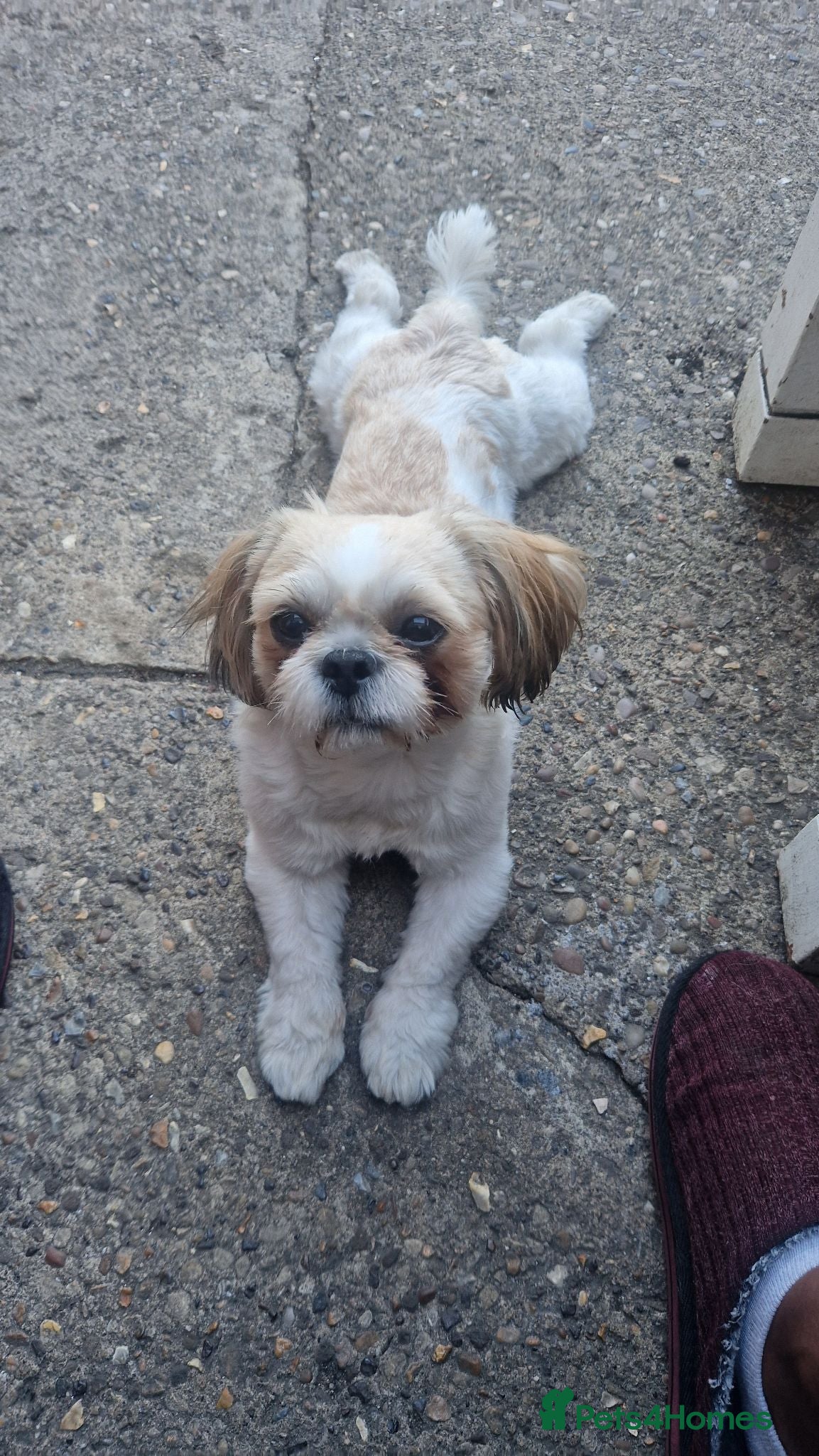 Shih Tzu dogs 🐶Shih Tzu Stud Handsome Poco Loco, Peterborough - Advert 11
