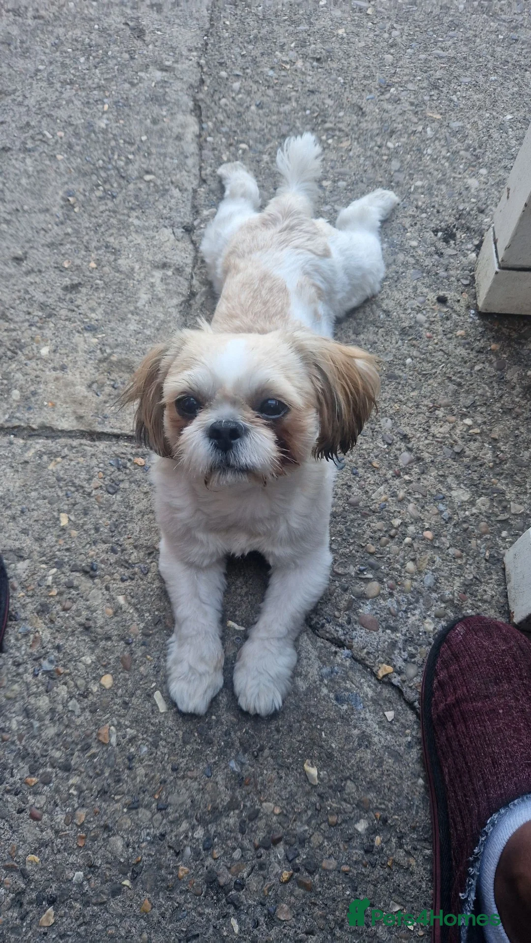Shih Tzu dogs for stud: 🐶Shih Tzu Stud Handsome Poco Loco, Peterborough in Peterborough - Advert 1
