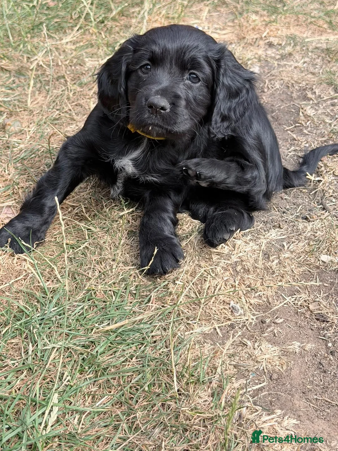 Cocker Spaniel dogs for sale: Working cocker spaniels - Advert 26